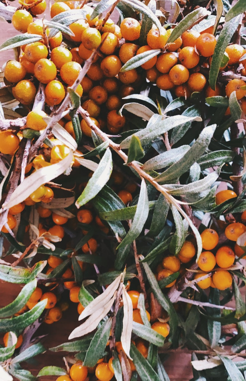 Sea buckthorn -  one of nature's small wonders