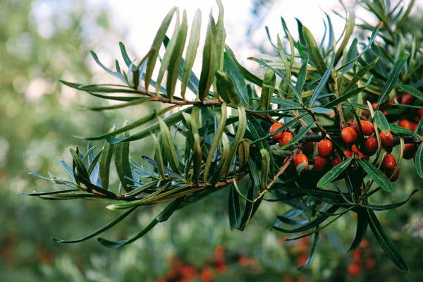 SEA BUCKTHORN - THE POWER BERRY OF THE NORTH